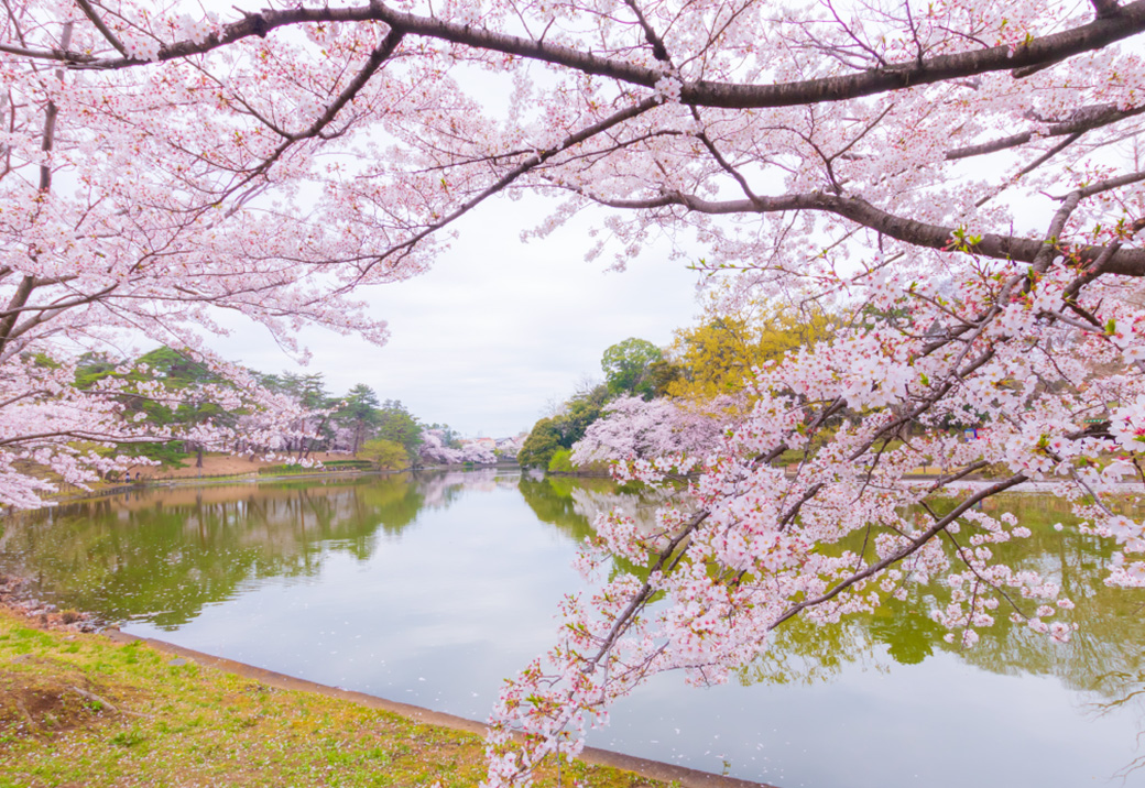 大宮公園
